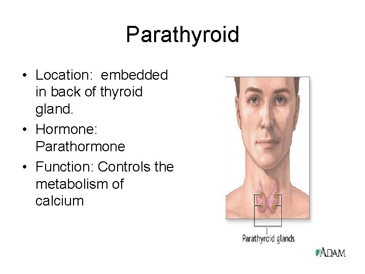 Parathyroid • Location: embedded in back of thyroid gland. • Hormone: Parathormone • Function: