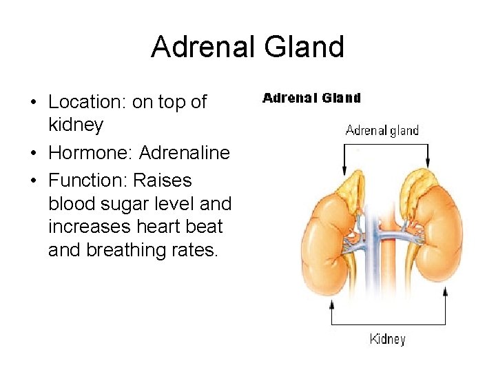Adrenal Gland • Location: on top of kidney • Hormone: Adrenaline • Function: Raises