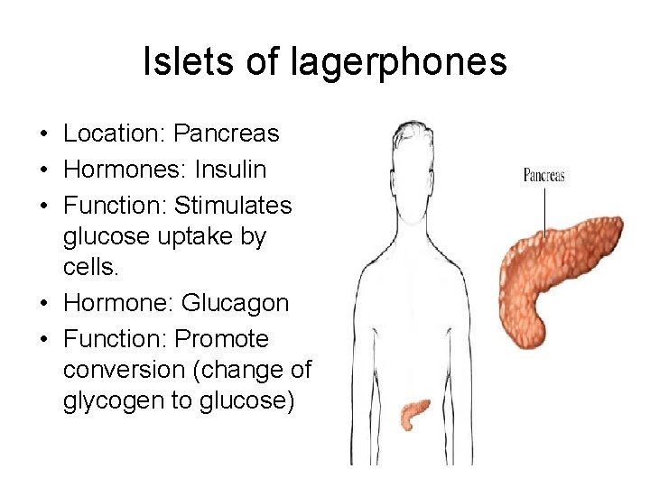 Islets of lagerphones • Location: Pancreas • Hormones: Insulin • Function: Stimulates glucose uptake