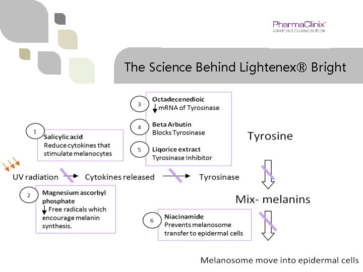 The Science Behind Lightenex® Bright 
