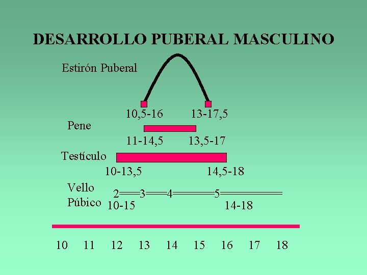 DESARROLLO PUBERAL MASCULINO Estirón Puberal Pene 10, 5 -16 13 -17, 5 11 -14,