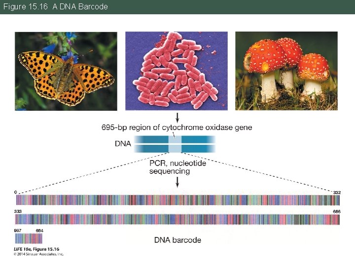Figure 15. 16 A DNA Barcode 