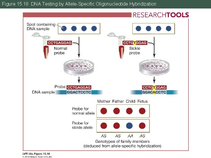 Figure 15. 18 DNA Testing by Allele-Specific Oligonucleotide Hybridization 
