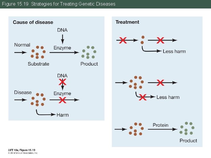 Figure 15. 19 Strategies for Treating Genetic Diseases 