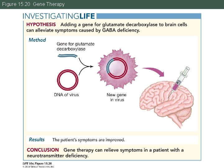 Figure 15. 20 Gene Therapy 