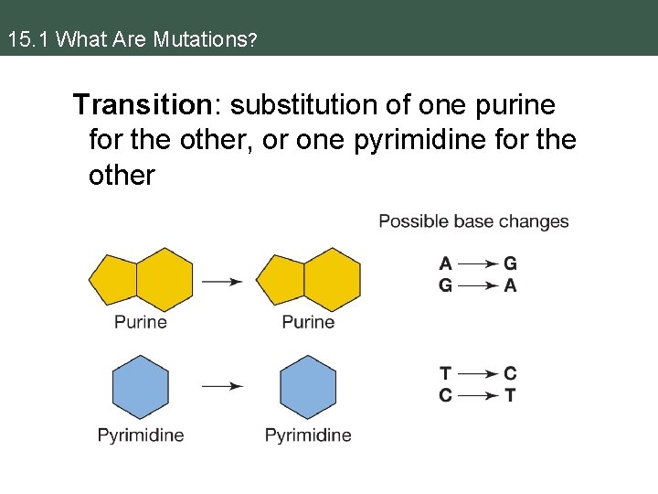 15. 1 What Are Mutations? Transition: substitution of one purine for the other, or