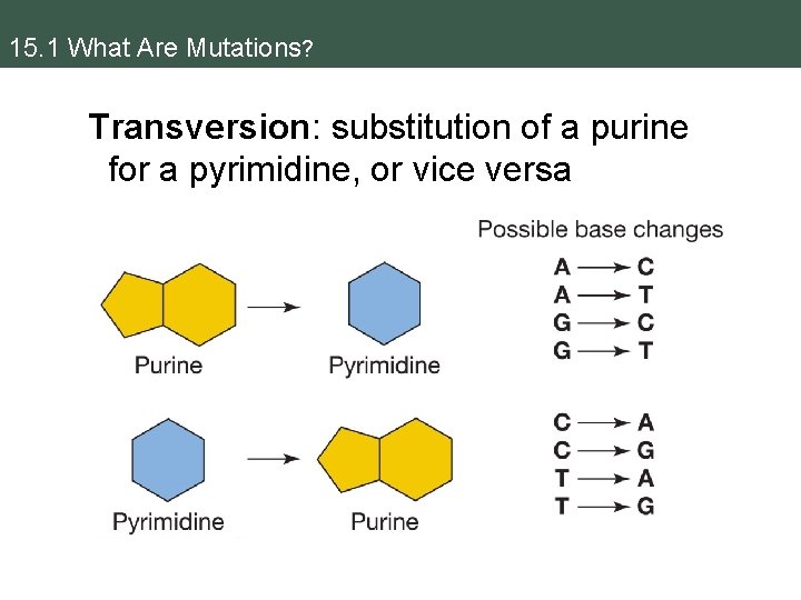 15. 1 What Are Mutations? Transversion: substitution of a purine for a pyrimidine, or