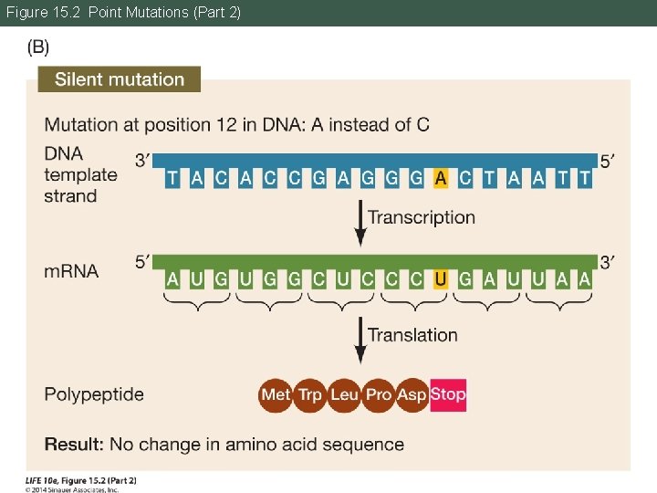 Figure 15. 2 Point Mutations (Part 2) 