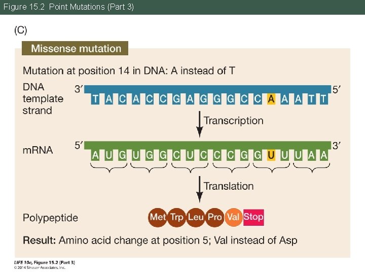 Figure 15. 2 Point Mutations (Part 3) 