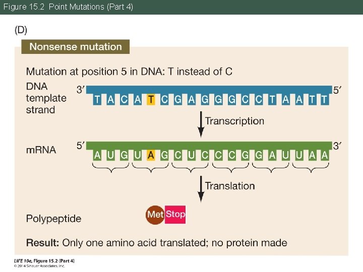 Figure 15. 2 Point Mutations (Part 4) 