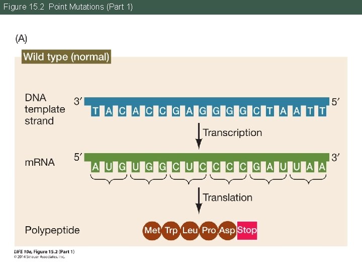 Figure 15. 2 Point Mutations (Part 1) 