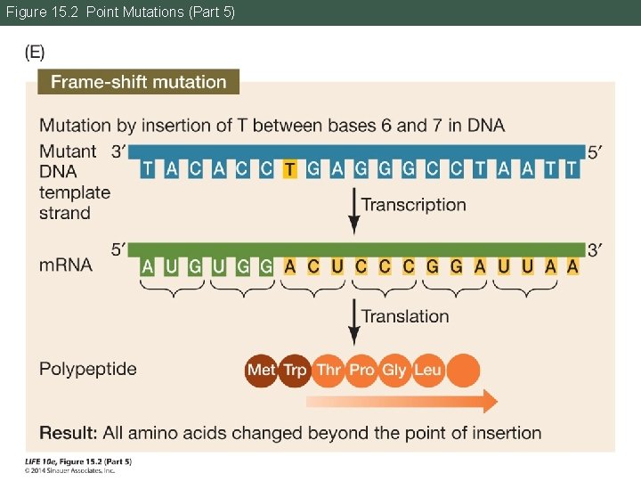 Figure 15. 2 Point Mutations (Part 5) 