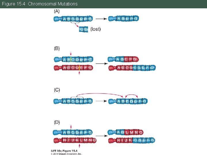 Figure 15. 4 Chromosomal Mutations 