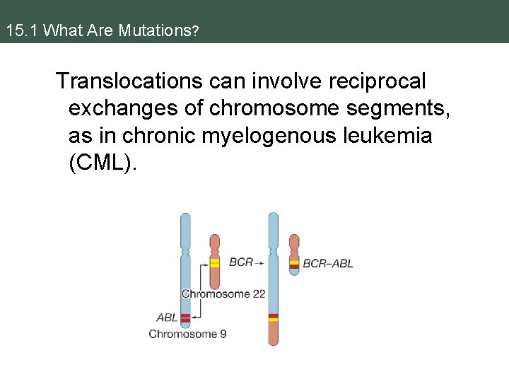 15. 1 What Are Mutations? Translocations can involve reciprocal exchanges of chromosome segments, as