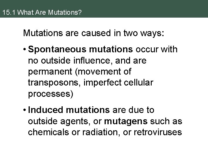 15. 1 What Are Mutations? Mutations are caused in two ways: • Spontaneous mutations