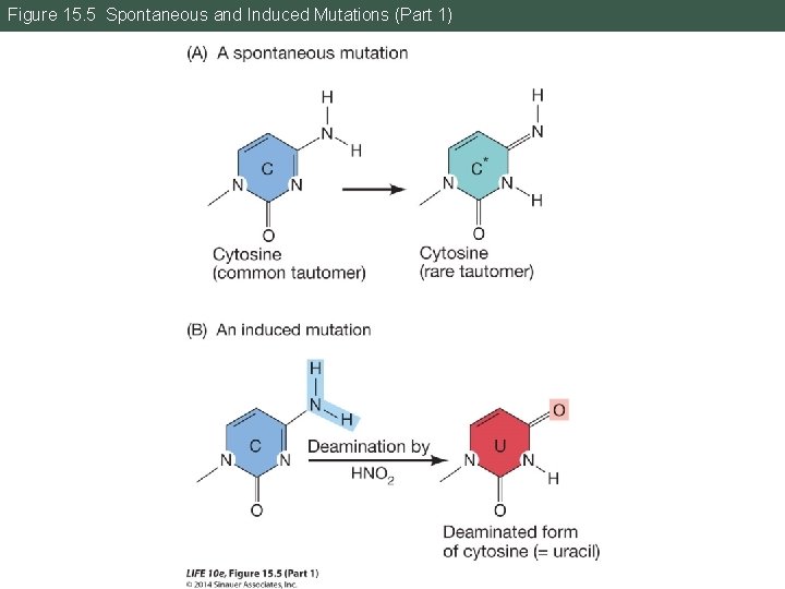 Figure 15. 5 Spontaneous and Induced Mutations (Part 1) 