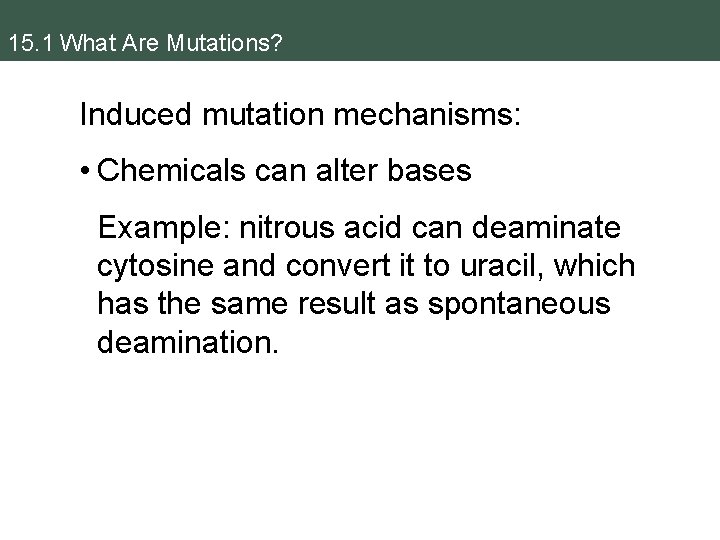 15. 1 What Are Mutations? Induced mutation mechanisms: • Chemicals can alter bases Example: