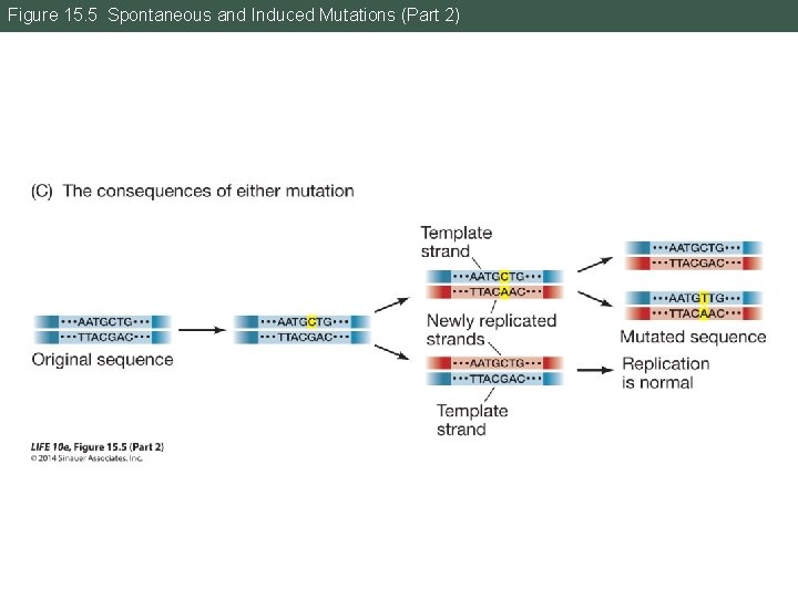 Figure 15. 5 Spontaneous and Induced Mutations (Part 2) 