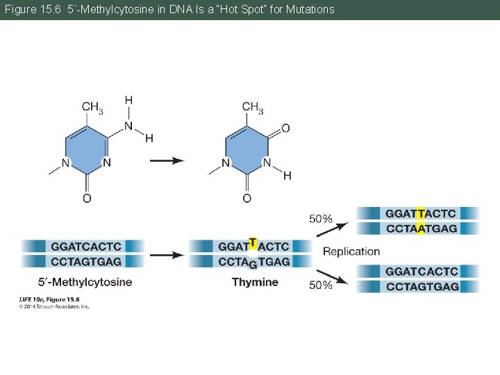Figure 15. 6 5´-Methylcytosine in DNA Is a “Hot Spot” for Mutations 