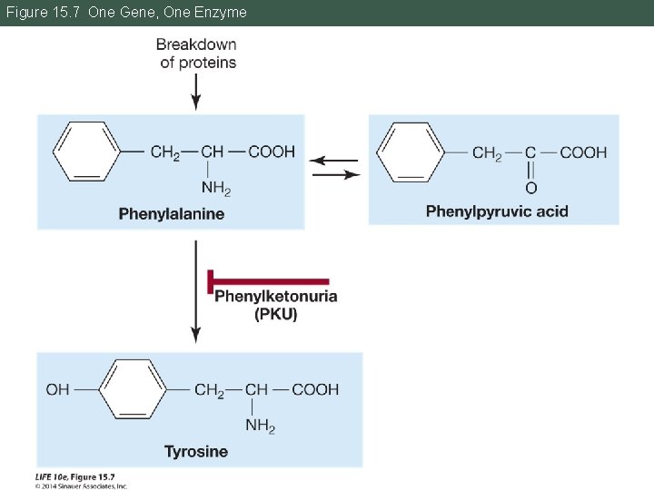 Figure 15. 7 One Gene, One Enzyme 