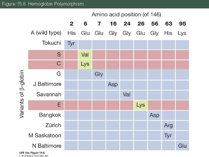 Figure 15. 8 Hemoglobin Polymorphism 