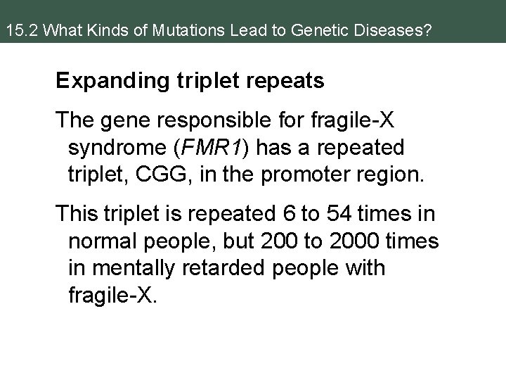 15. 2 What Kinds of Mutations Lead to Genetic Diseases? Expanding triplet repeats The