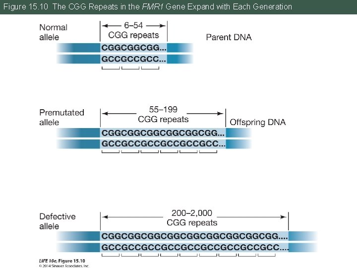Figure 15. 10 The CGG Repeats in the FMR 1 Gene Expand with Each