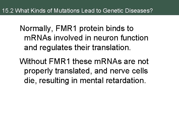 15. 2 What Kinds of Mutations Lead to Genetic Diseases? Normally, FMR 1 protein