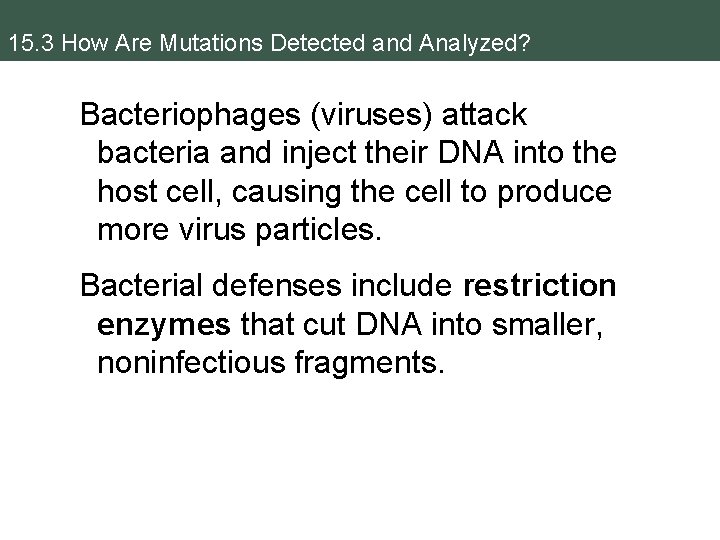 15. 3 How Are Mutations Detected and Analyzed? Bacteriophages (viruses) attack bacteria and inject