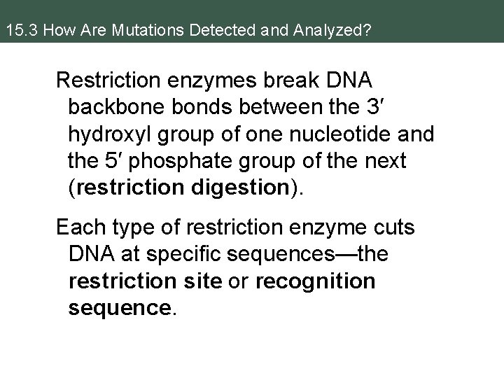 15. 3 How Are Mutations Detected and Analyzed? Restriction enzymes break DNA backbone bonds
