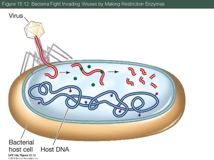 Figure 15. 12 Bacteria Fight Invading Viruses by Making Restriction Enzymes 
