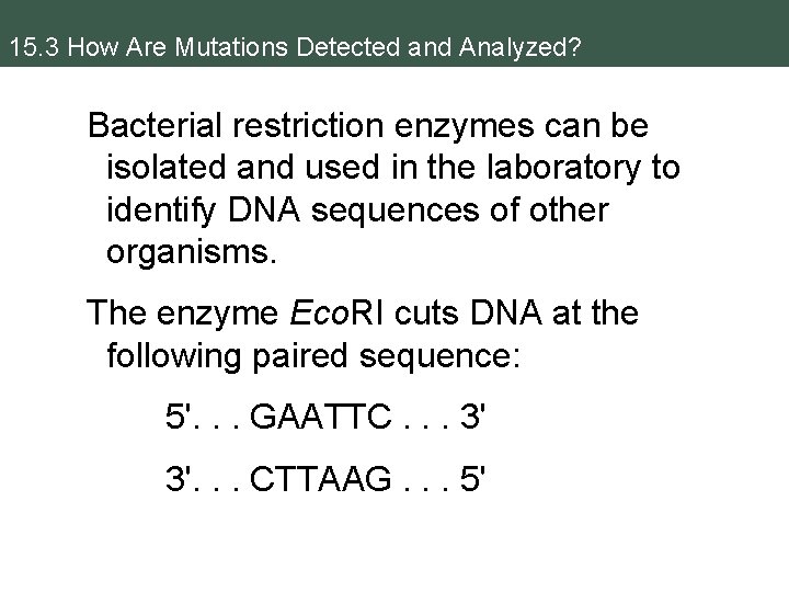 15. 3 How Are Mutations Detected and Analyzed? Bacterial restriction enzymes can be isolated