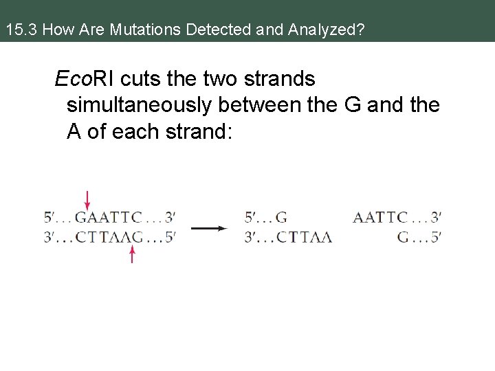 15. 3 How Are Mutations Detected and Analyzed? Eco. RI cuts the two strands