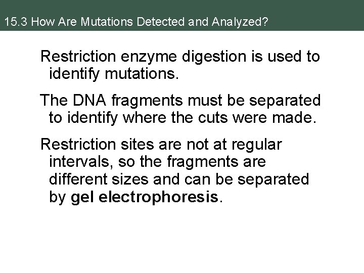15. 3 How Are Mutations Detected and Analyzed? Restriction enzyme digestion is used to