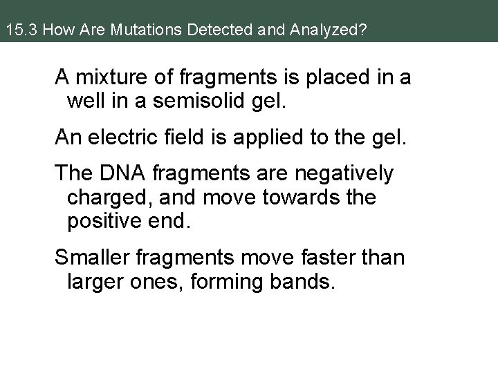 15. 3 How Are Mutations Detected and Analyzed? A mixture of fragments is placed