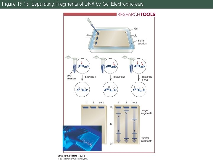 Figure 15. 13 Separating Fragments of DNA by Gel Electrophoresis 