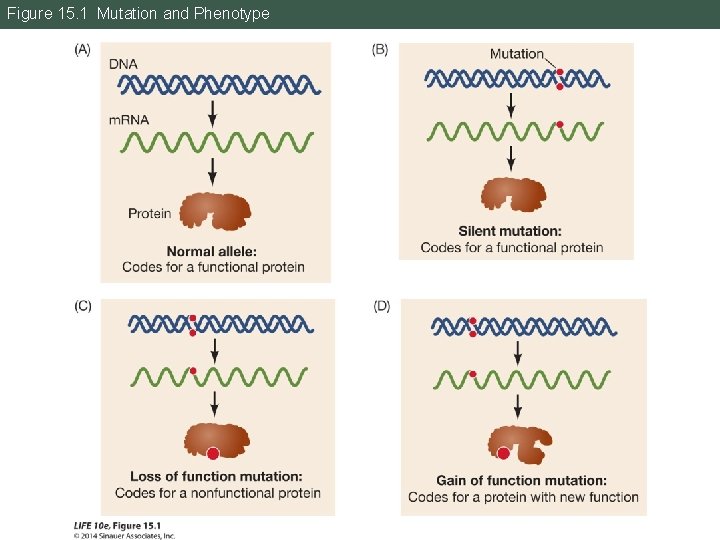 Figure 15. 1 Mutation and Phenotype 