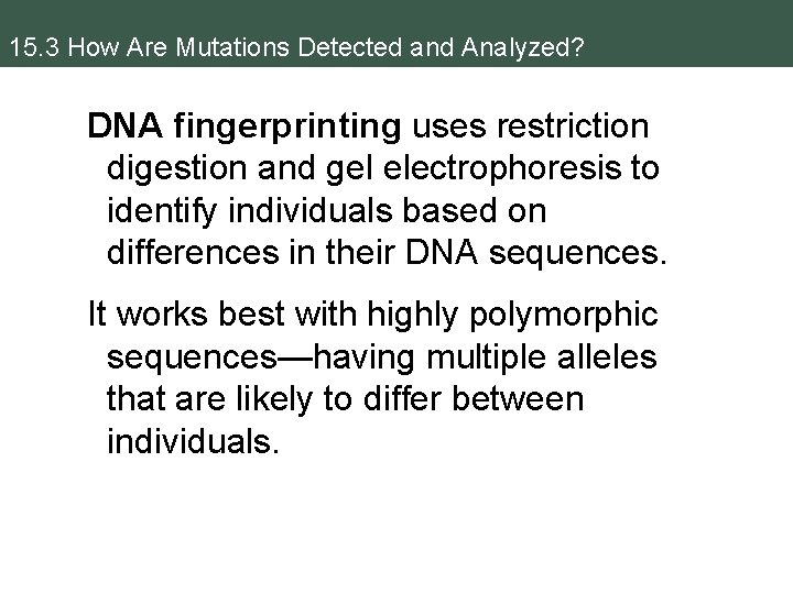 15. 3 How Are Mutations Detected and Analyzed? DNA fingerprinting uses restriction digestion and