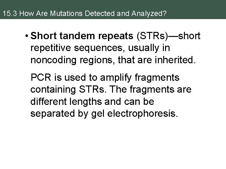 15. 3 How Are Mutations Detected and Analyzed? • Short tandem repeats (STRs)—short repetitive