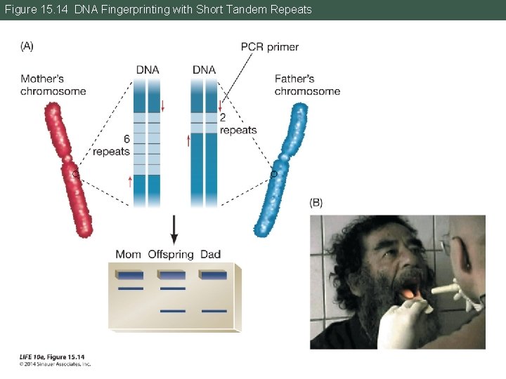 Figure 15. 14 DNA Fingerprinting with Short Tandem Repeats 