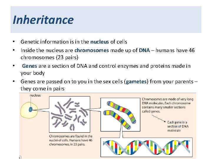 Inheritance • Genetic information is in the nucleus of cells • Inside the nucleus