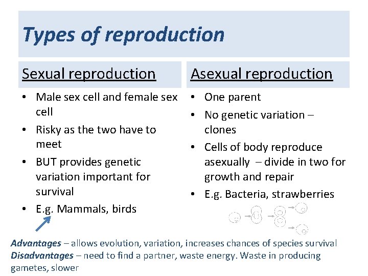 Types of reproduction Sexual reproduction Asexual reproduction • Male sex cell and female sex