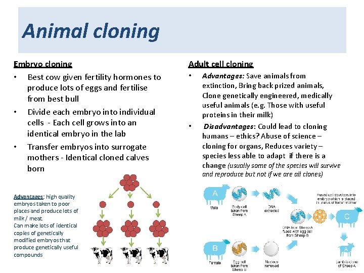 Animal cloning Embryo cloning • Best cow given fertility hormones to produce lots of