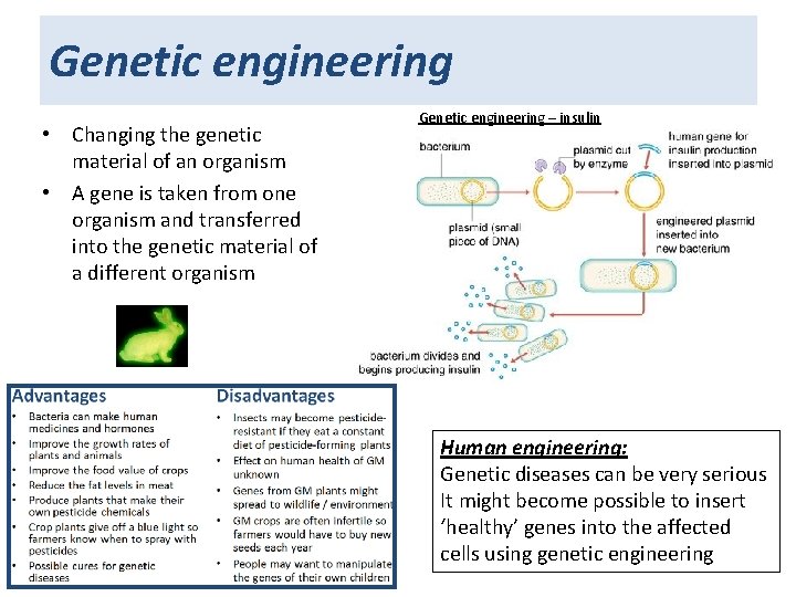 Genetic engineering • Changing the genetic material of an organism • A gene is