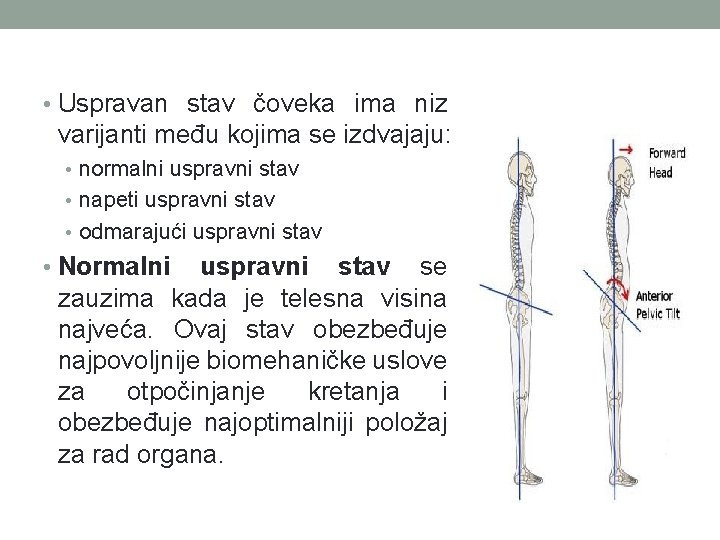  • Uspravan stav čoveka ima niz varijanti među kojima se izdvajaju: • normalni