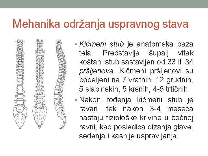 Mehanika održanja uspravnog stava • Kičmeni stub je anatomska baza tela. Predstavlja šupalj vitak