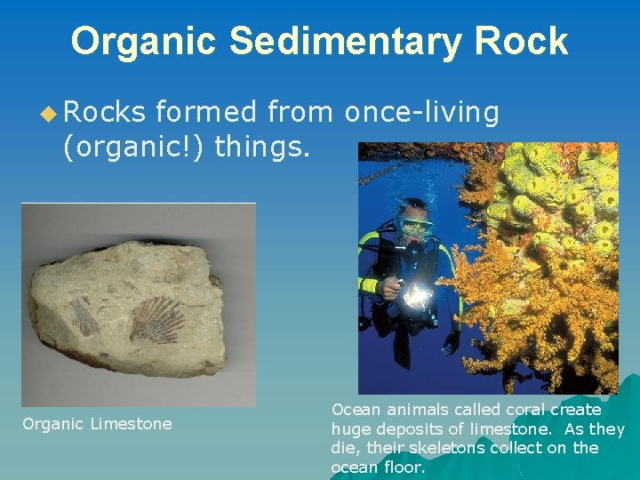 Organic Sedimentary Rock u Rocks formed from once-living (organic!) things. Organic Limestone Ocean animals