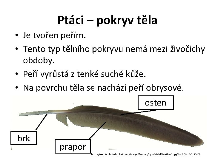 Ptáci – pokryv těla • Je tvořen peřím. • Tento typ tělního pokryvu nemá