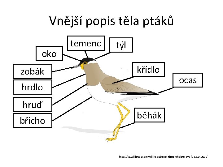 Vnější popis těla ptáků oko zobák temeno týl křídlo hruď břicho ocas běhák http: