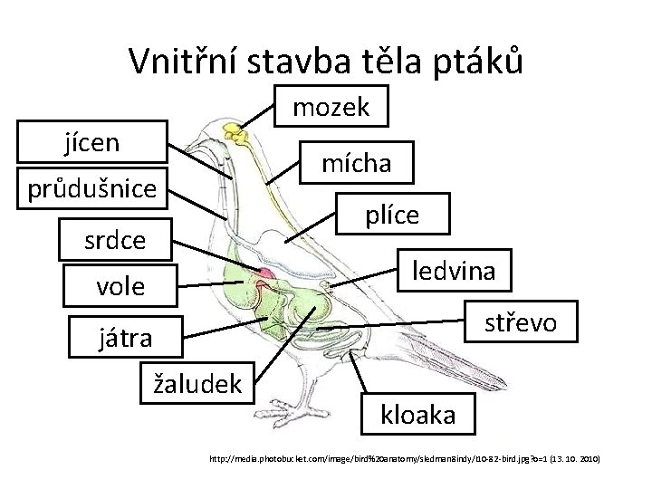 Vnitřní stavba těla ptáků mozek jícen mícha průdušnice plíce srdce ledvina vole střevo játra